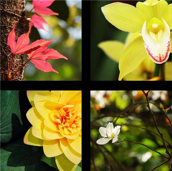 花语