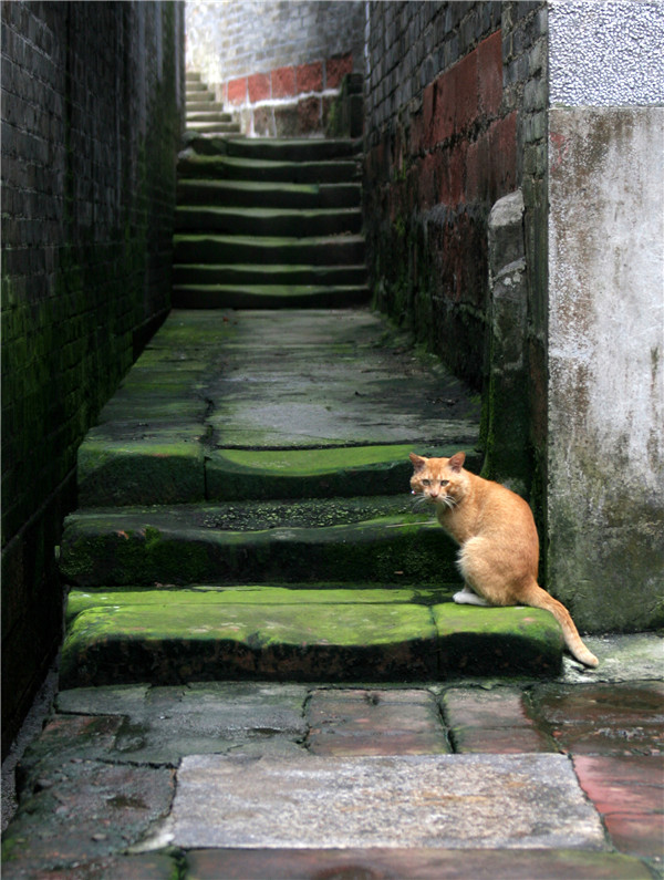 朱荣远-老巷中的老猫