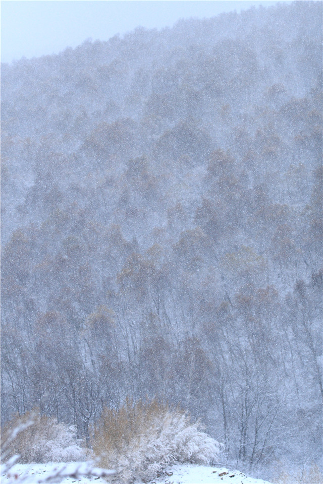律严-林海雪原