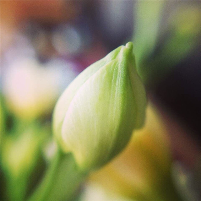 熊闽婕-含苞