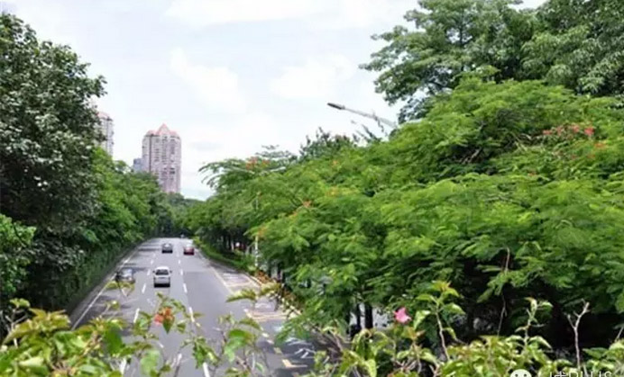 【城视】从凤凰花说起深圳的规模化植物景观