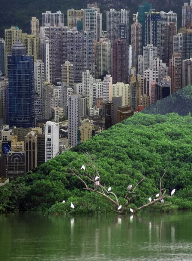 王缉宪：粤港澳大湾区是一个“OPP”